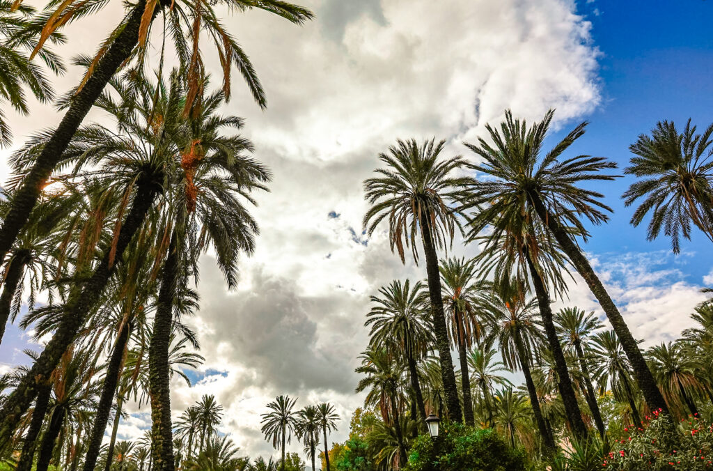 Palmeral de Elche en octubre, plan para el puente del 9 de octubre