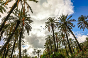 Palmeral de Elche en octubre, plan para el puente del 9 de octubre